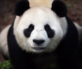 Родившегося в Сингапуре детеныша большой панды отправили в Китай