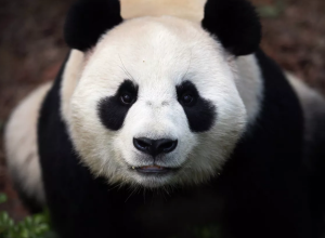Родившегося в Сингапуре детеныша большой панды отправили в Китай
